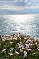 Blumen mit Meer im Hintergrund